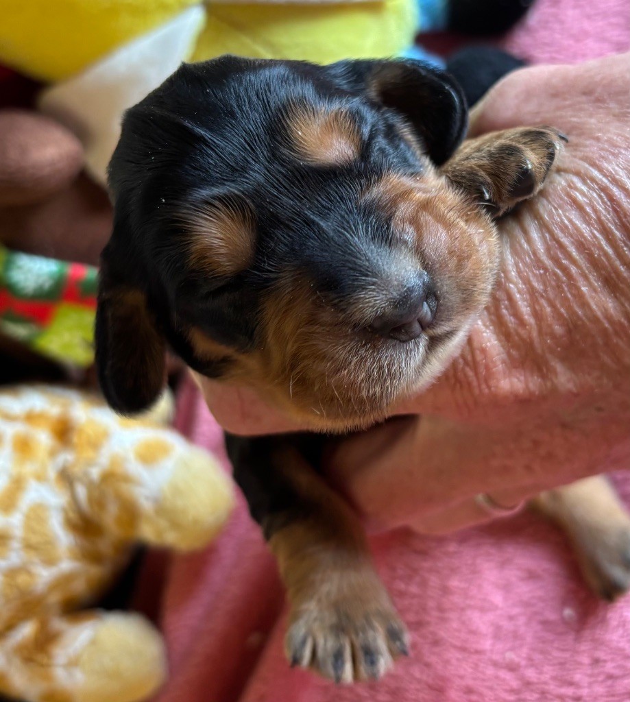 des Etangs de Dame Blanche - Chiots disponibles - Cocker Spaniel Anglais