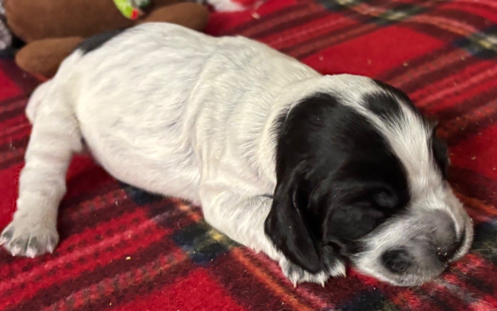 des Etangs de Dame Blanche - Chiots disponibles - Cocker Spaniel Anglais