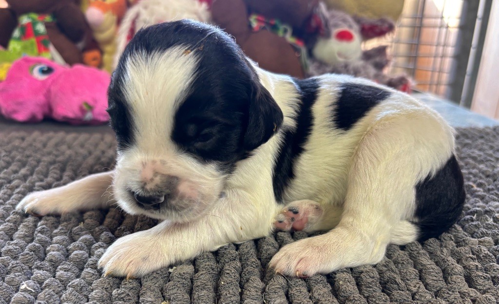 des Etangs de Dame Blanche - Chiots disponibles - English Springer Spaniel
