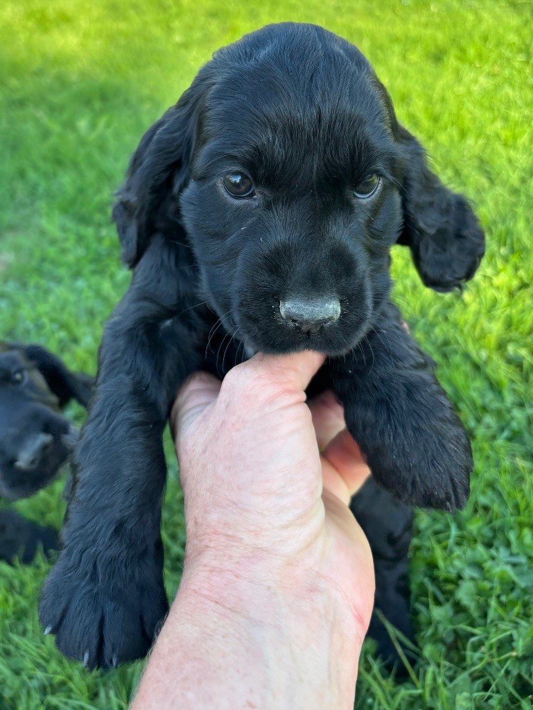 des Etangs de Dame Blanche - Chiots disponibles - Cocker Spaniel Anglais