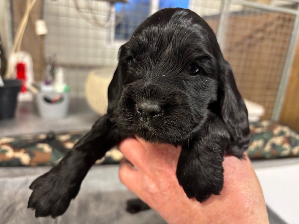 des Etangs de Dame Blanche - Chiots disponibles - Cocker Spaniel Anglais