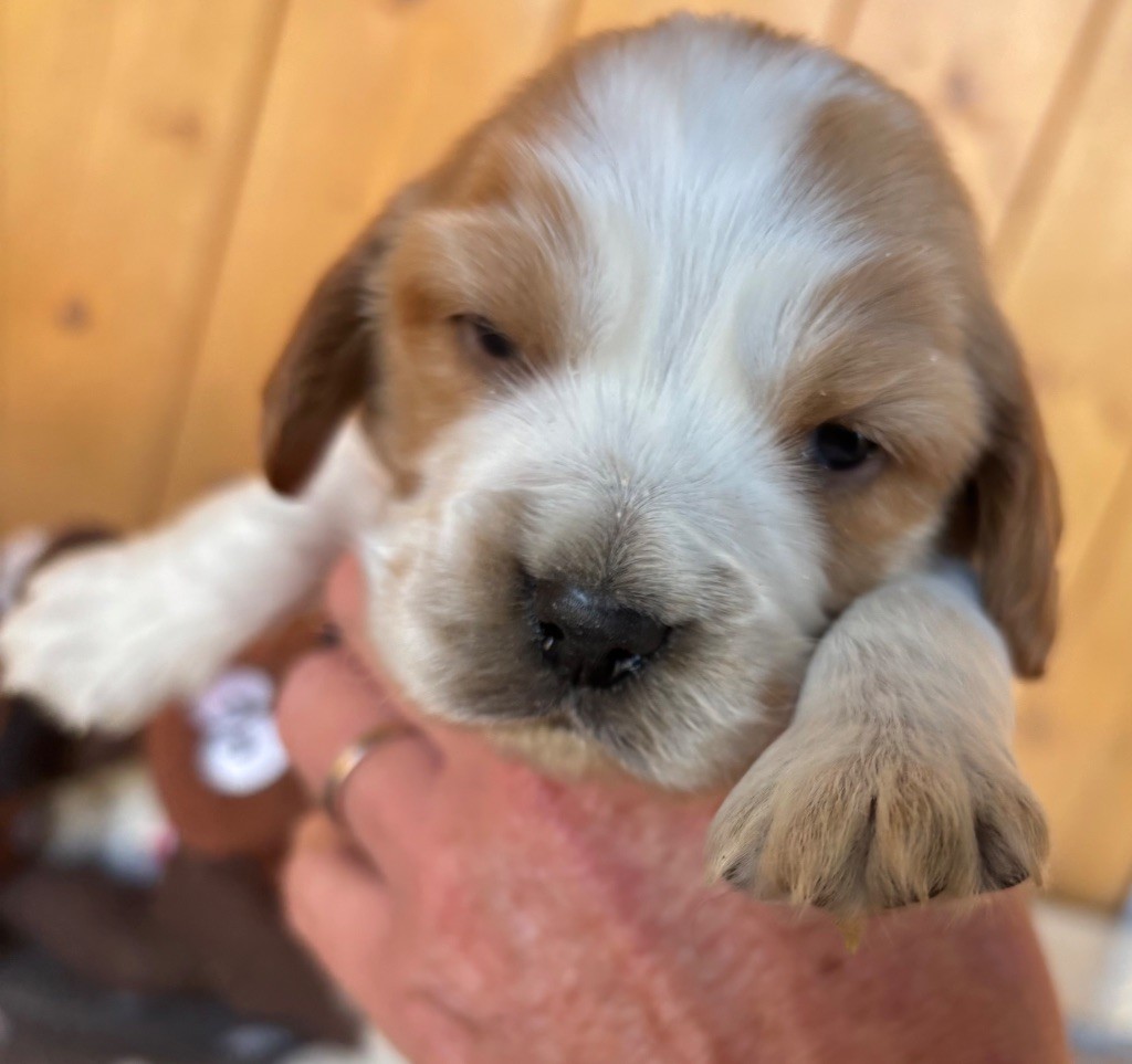 des Etangs de Dame Blanche - Chiots disponibles - Cocker Spaniel Anglais