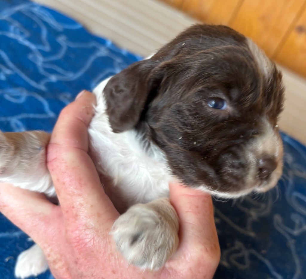 des Etangs de Dame Blanche - Chiots disponibles - English Springer Spaniel