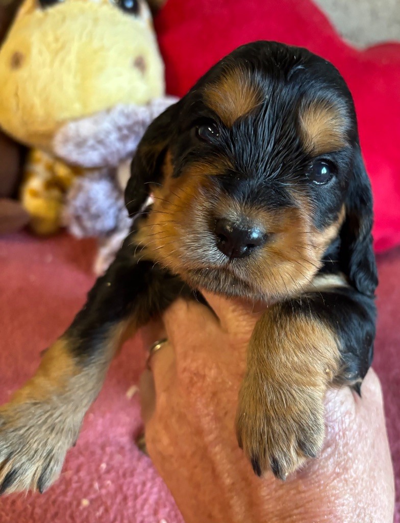 des Etangs de Dame Blanche - Chiots disponibles - Cocker Spaniel Anglais