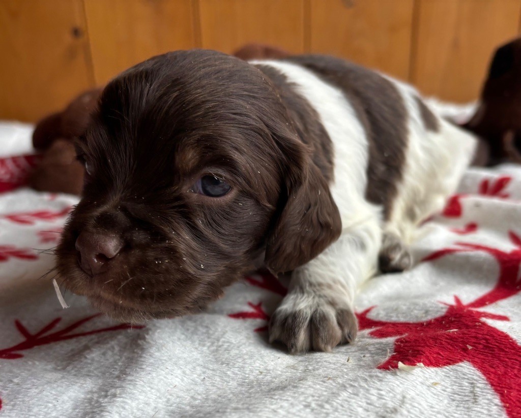 des Etangs de Dame Blanche - Chiots disponibles - Epagneul Breton