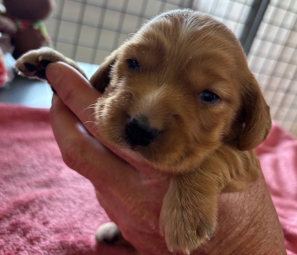 des Etangs de Dame Blanche - Chiots disponibles - Cocker Spaniel Anglais