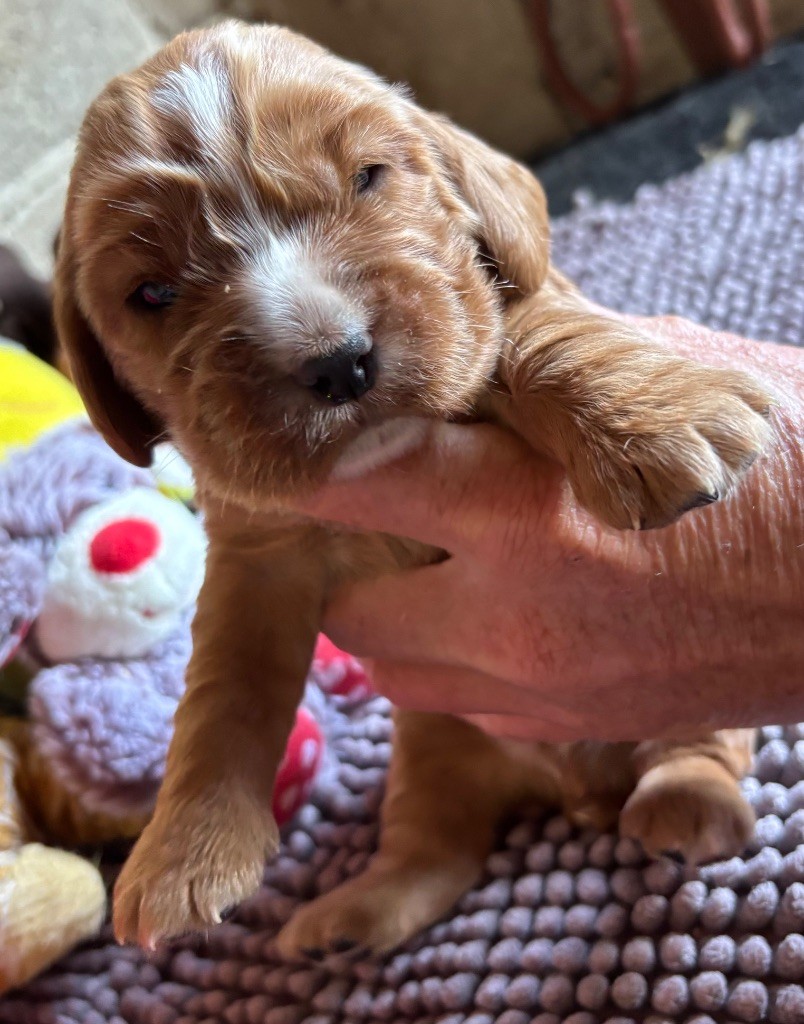 des Etangs de Dame Blanche - Chiots disponibles - Cocker Spaniel Anglais