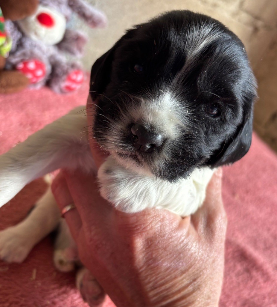 des Etangs de Dame Blanche - Chiots disponibles - English Springer Spaniel