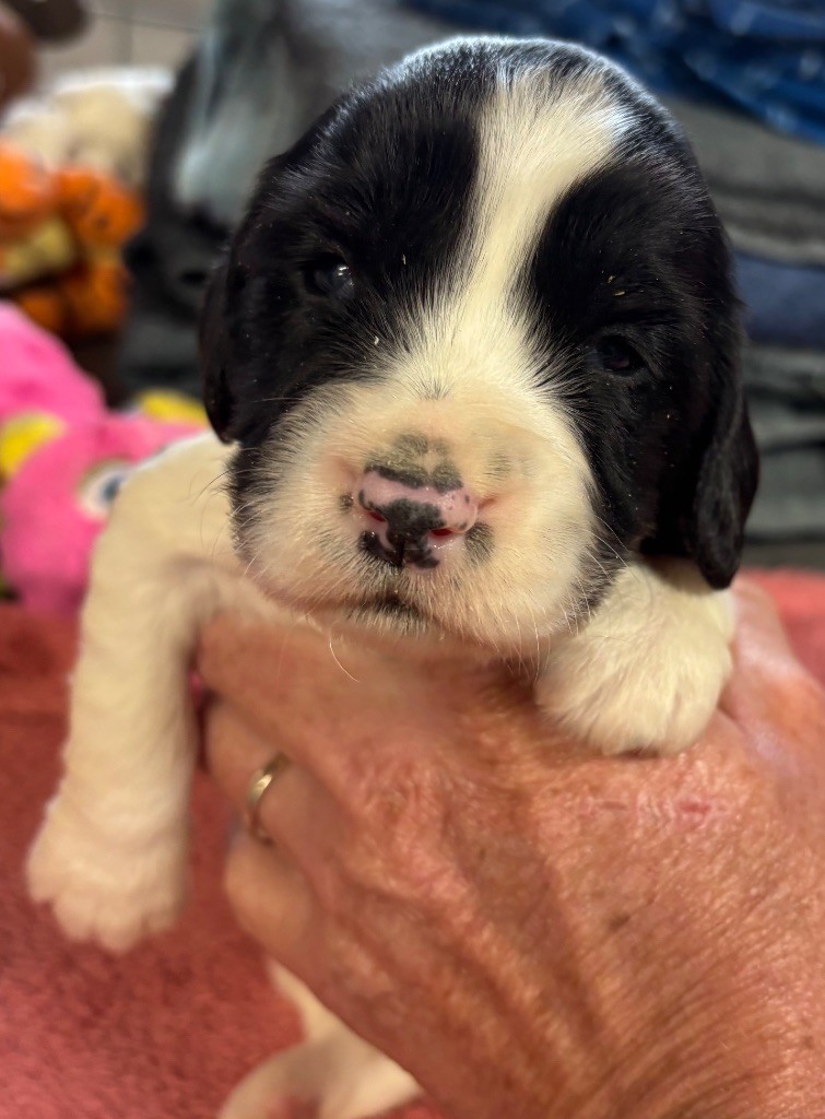 des Etangs de Dame Blanche - Chiots disponibles - English Springer Spaniel