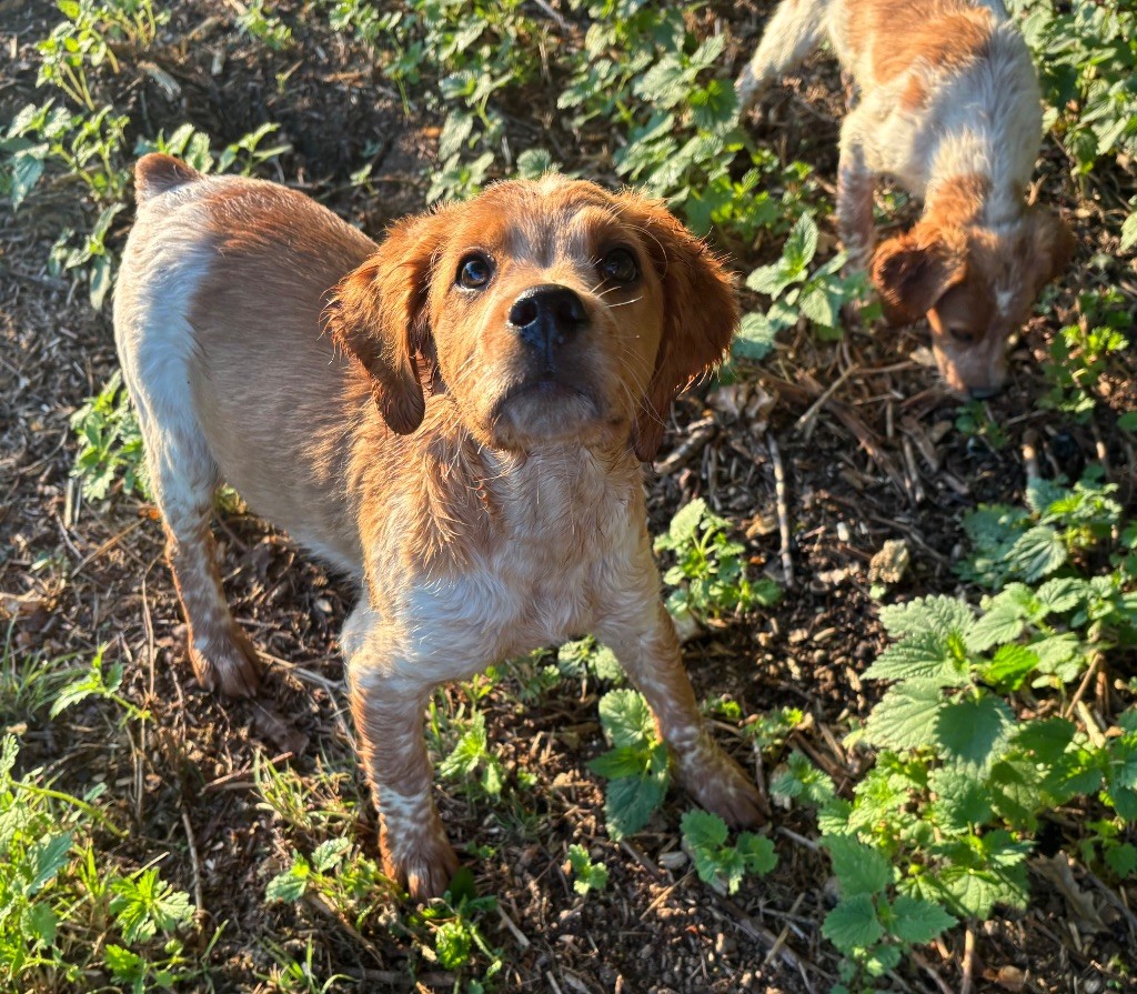 des Etangs de Dame Blanche - Chiots disponibles - Epagneul Breton