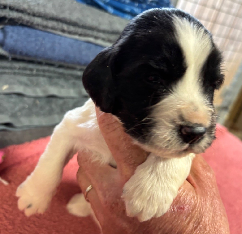des Etangs de Dame Blanche - Chiots disponibles - English Springer Spaniel