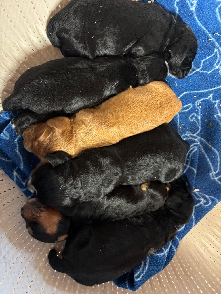 Chiot Cocker Spaniel Anglais des Etangs de Dame Blanche