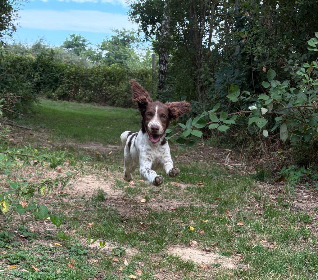 des Etangs de Dame Blanche - English Springer Spaniel - Portée née le 13/03/2025