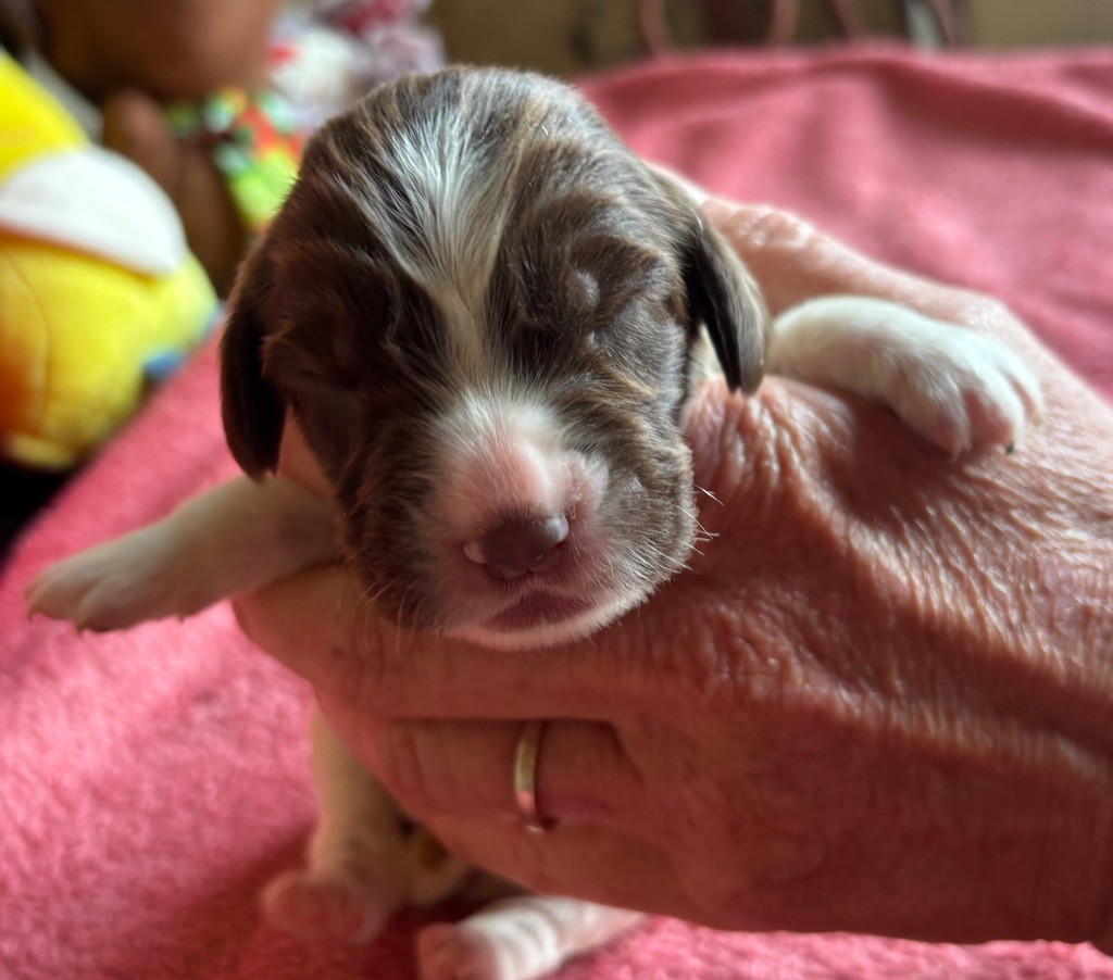 des Etangs de Dame Blanche - Chiots disponibles - English Springer Spaniel