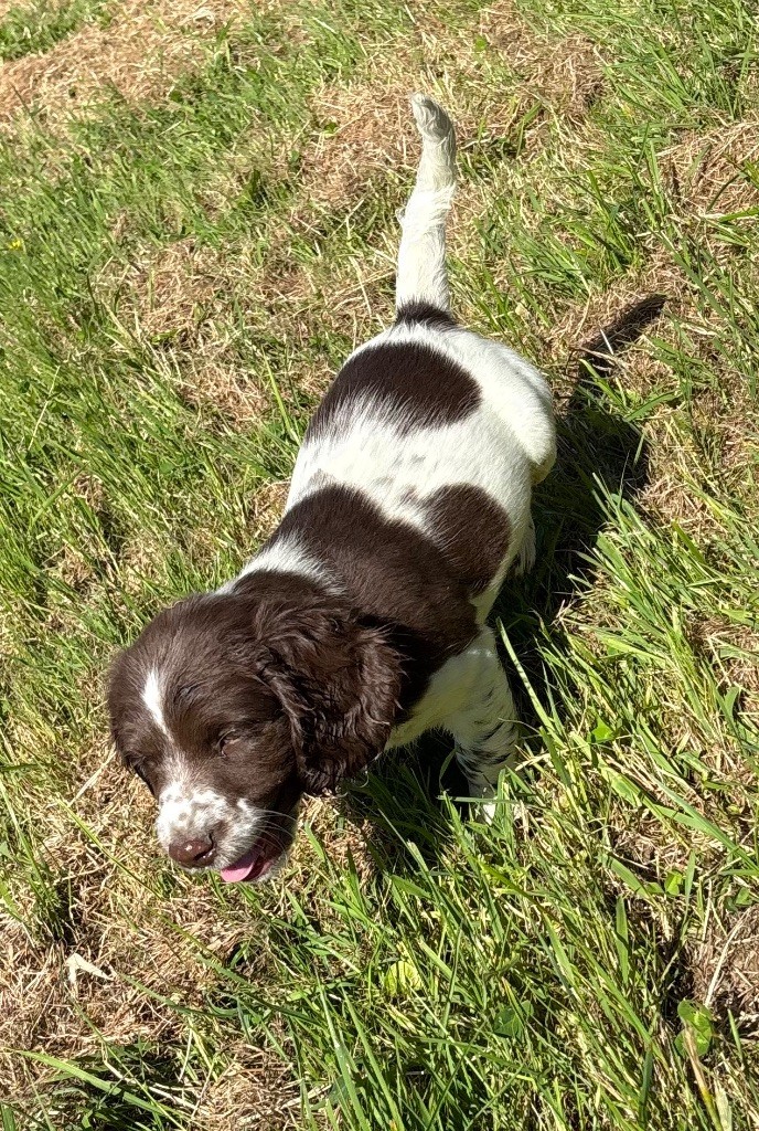 des Etangs de Dame Blanche - Chiots disponibles - English Springer Spaniel