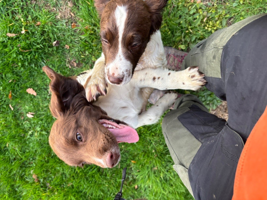 des Etangs de Dame Blanche - English Springer Spaniel - Portée née le 16/08/2025