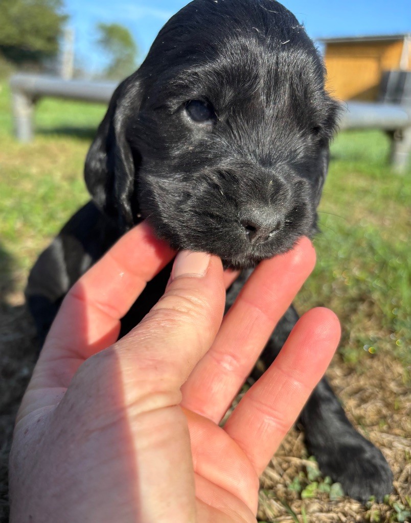 des Etangs de Dame Blanche - Chiots disponibles - Cocker Spaniel Anglais
