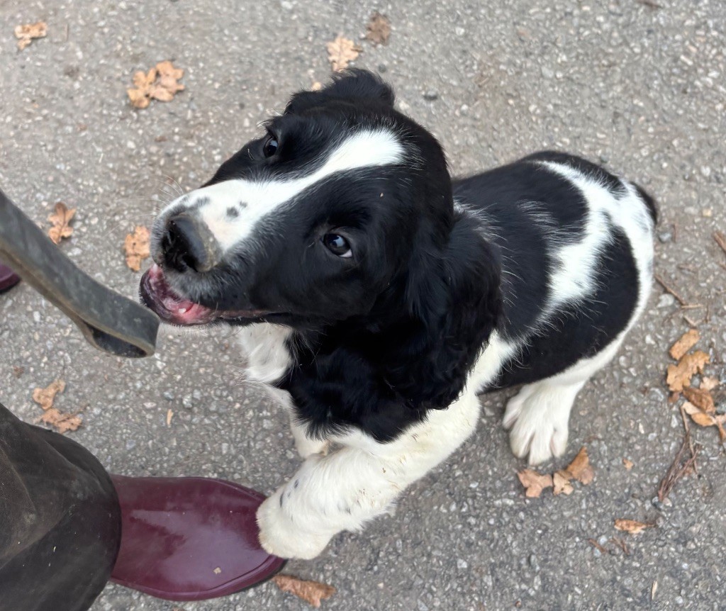 des Etangs de Dame Blanche - Chiots disponibles - English Springer Spaniel