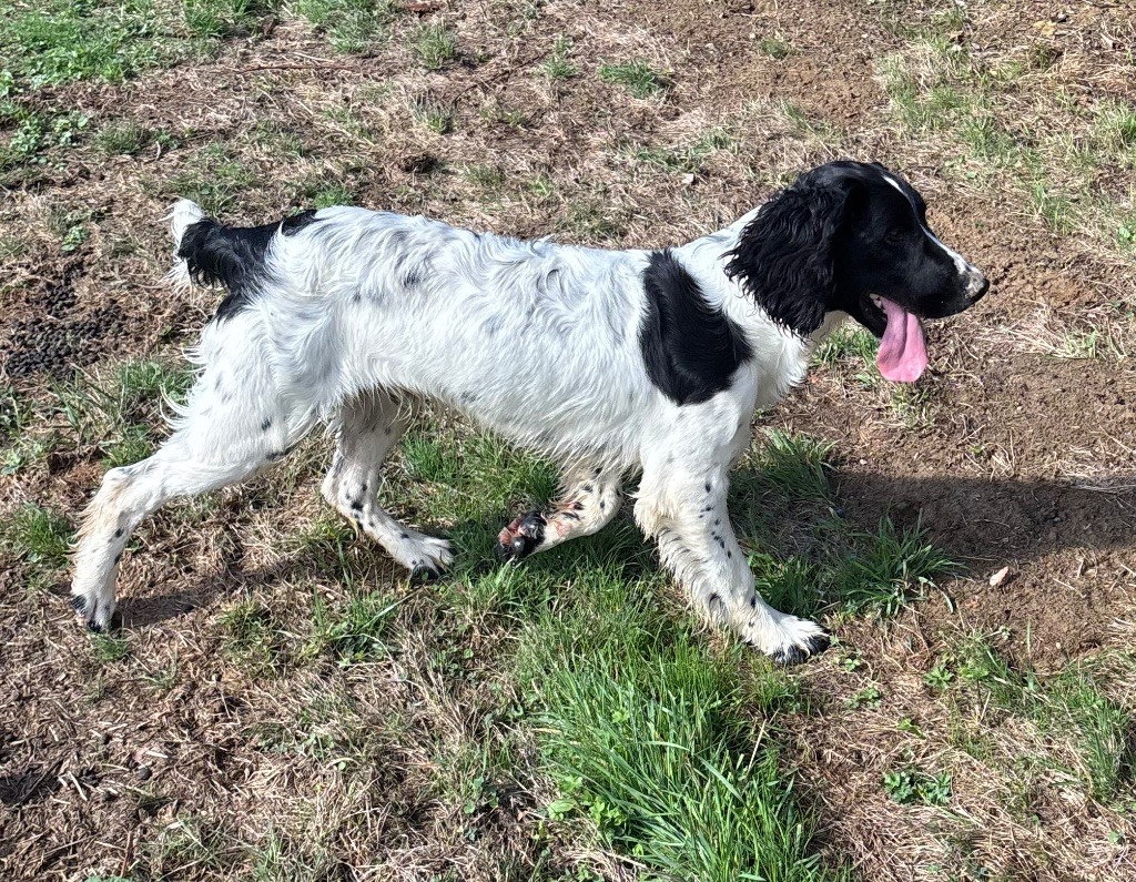 des Etangs de Dame Blanche - Chiots disponibles - English Springer Spaniel