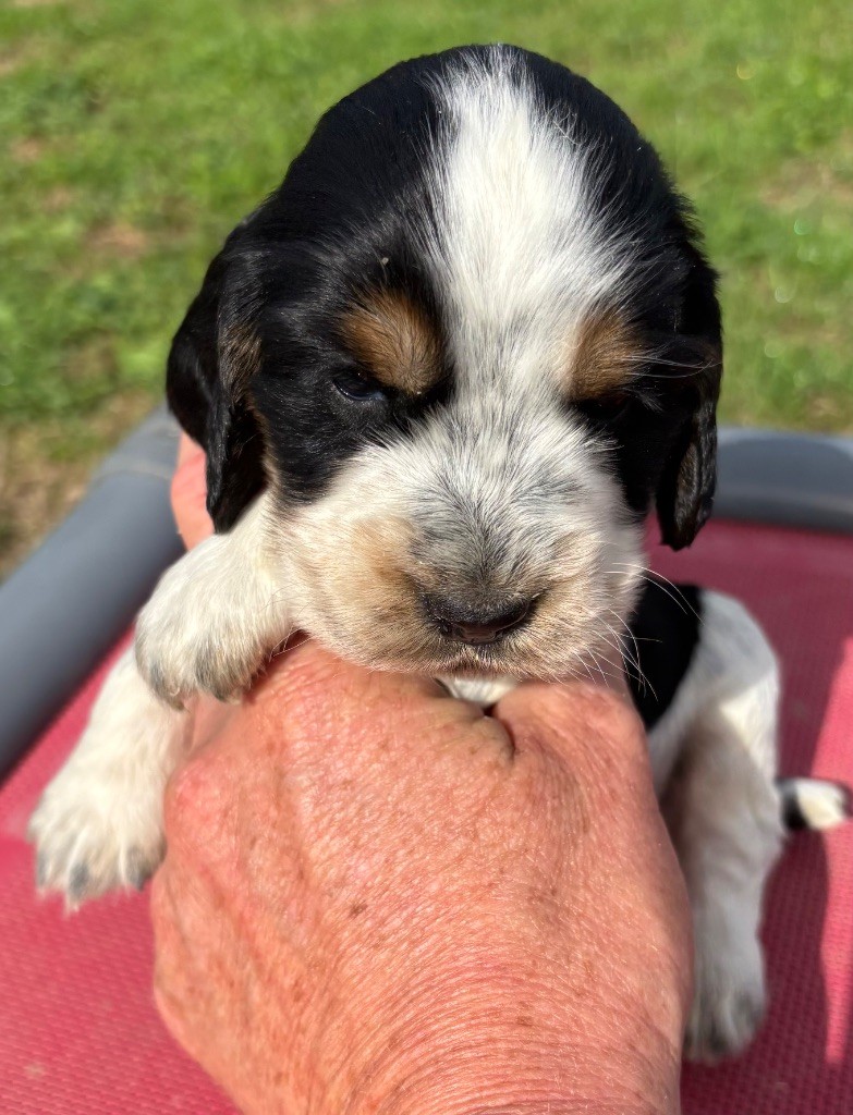 des Etangs de Dame Blanche - Chiots disponibles - Cocker Spaniel Anglais