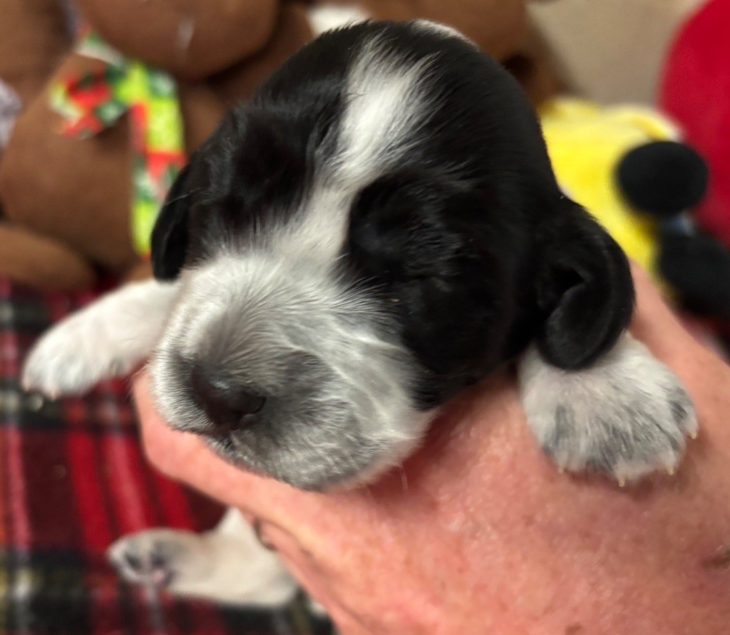 des Etangs de Dame Blanche - Chiots disponibles - Cocker Spaniel Anglais