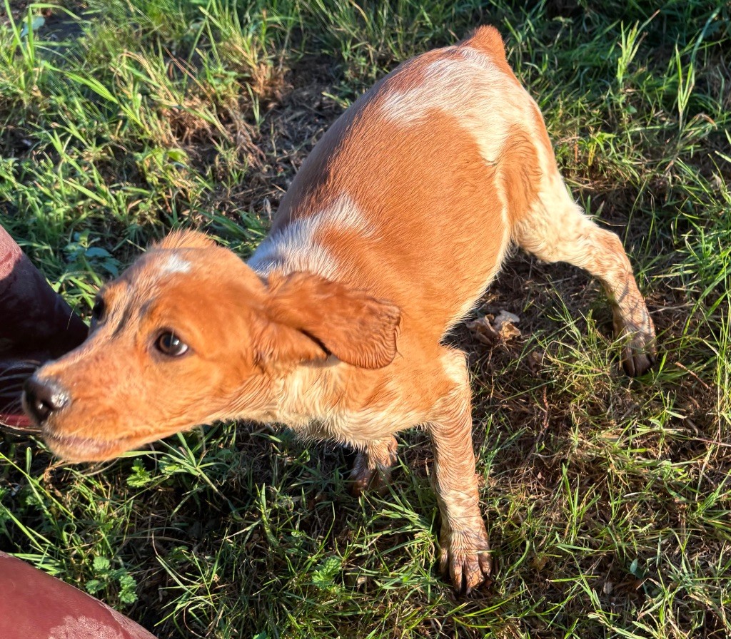 des Etangs de Dame Blanche - Chiots disponibles - Epagneul Breton