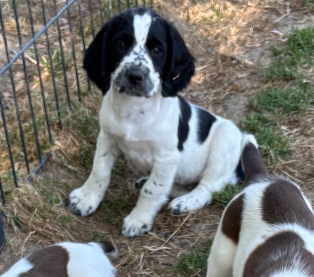 des Etangs de Dame Blanche - Chiots disponibles - English Springer Spaniel