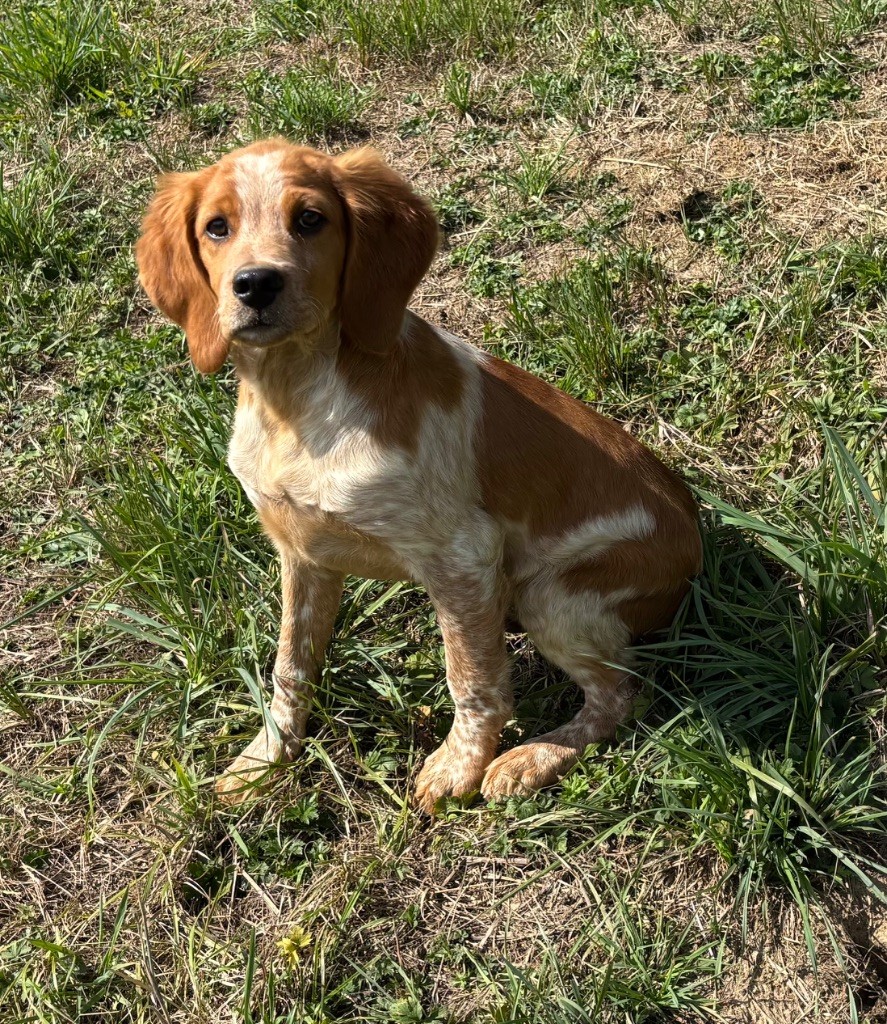 des Etangs de Dame Blanche - Chiots disponibles - Epagneul Breton