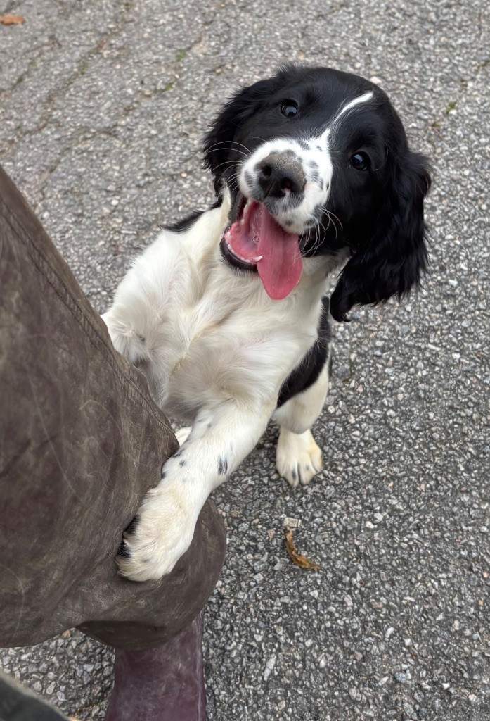 des Etangs de Dame Blanche - Chiots disponibles - English Springer Spaniel