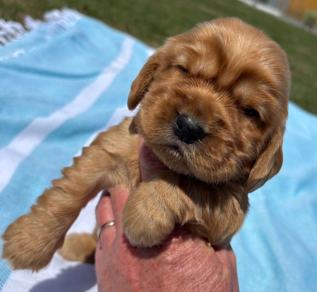 des Etangs de Dame Blanche - Chiots disponibles - Cocker Spaniel Anglais
