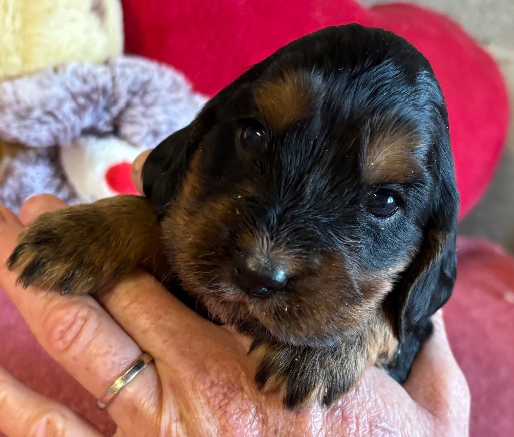 des Etangs de Dame Blanche - Chiots disponibles - Cocker Spaniel Anglais