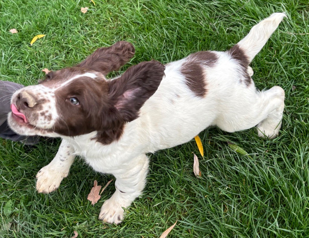 des Etangs de Dame Blanche - Chiots disponibles - English Springer Spaniel
