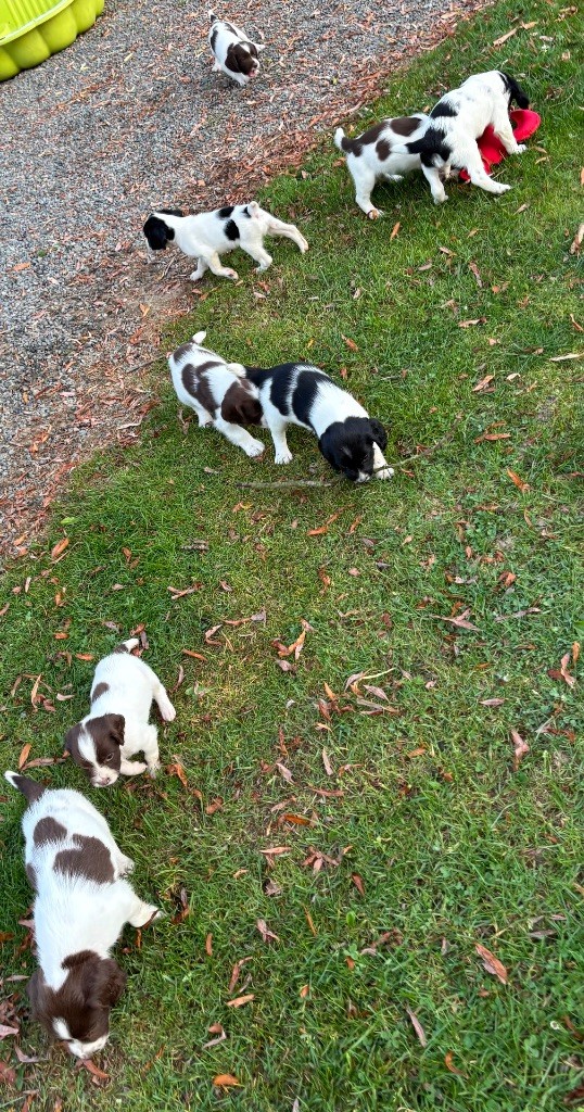 des Etangs de Dame Blanche - English Springer Spaniel - Portée née le 03/05/2025
