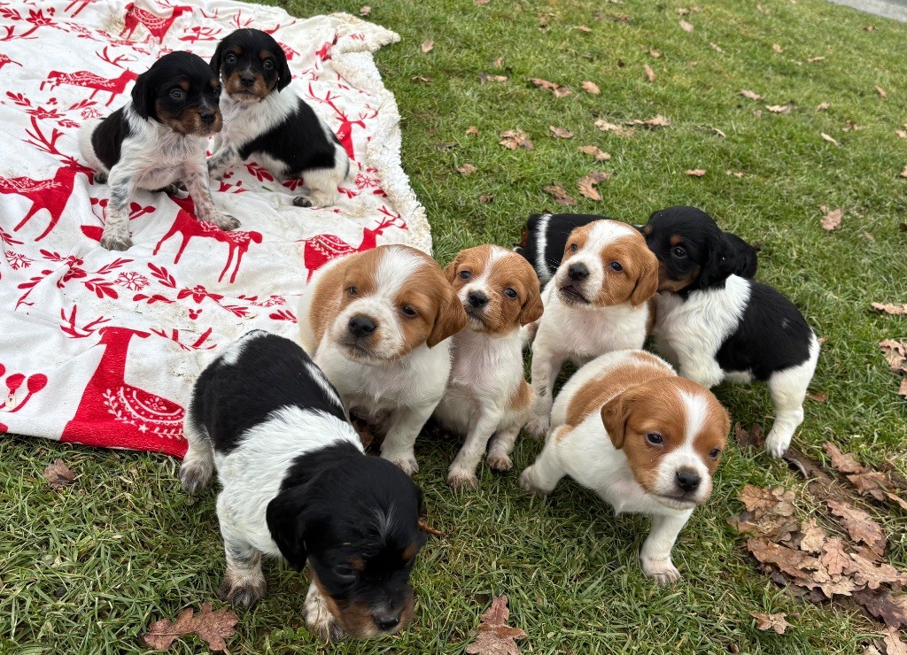 Chiot Epagneul Breton des Etangs de Dame Blanche