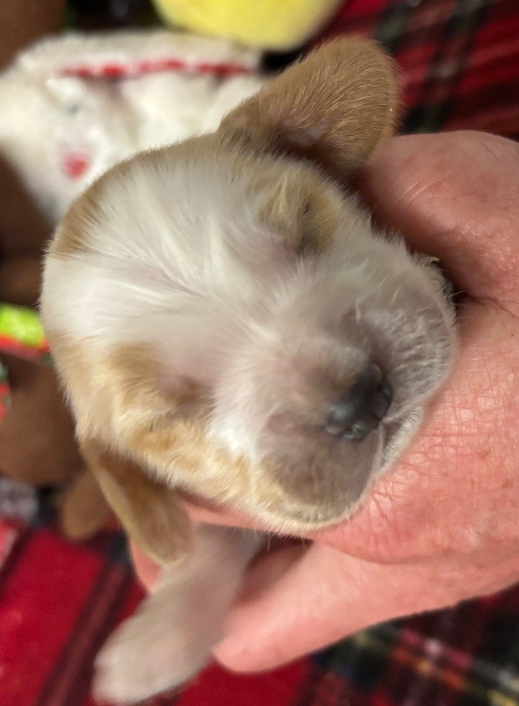 des Etangs de Dame Blanche - Chiots disponibles - Cocker Spaniel Anglais