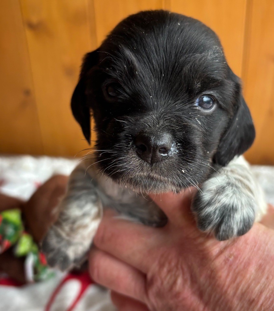 des Etangs de Dame Blanche - Chiots disponibles - Epagneul Breton