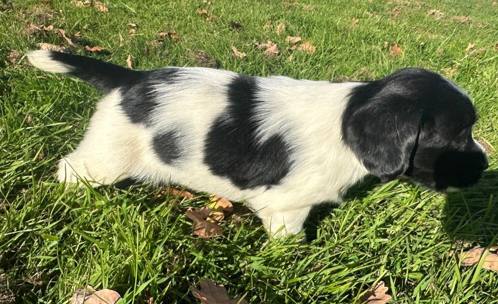 des Etangs de Dame Blanche - Chiots disponibles - English Springer Spaniel