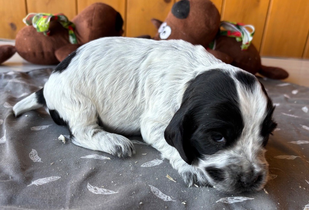 des Etangs de Dame Blanche - Chiots disponibles - Cocker Spaniel Anglais