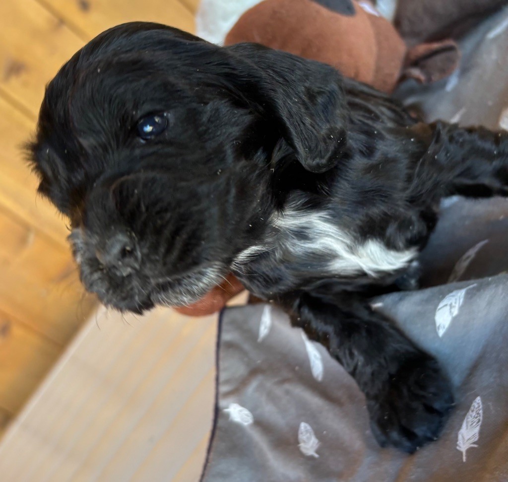 des Etangs de Dame Blanche - Chiots disponibles - Cocker Spaniel Anglais