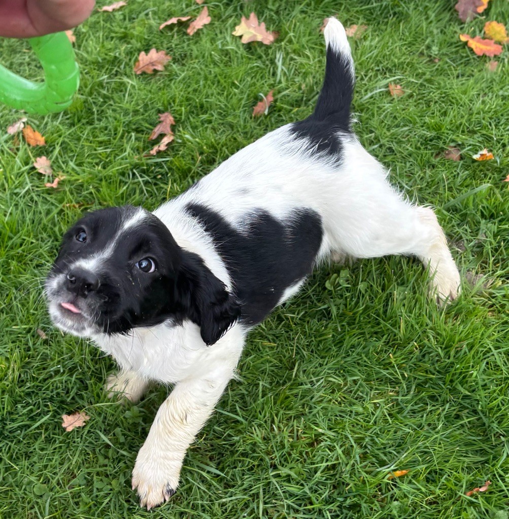 des Etangs de Dame Blanche - Chiots disponibles - English Springer Spaniel