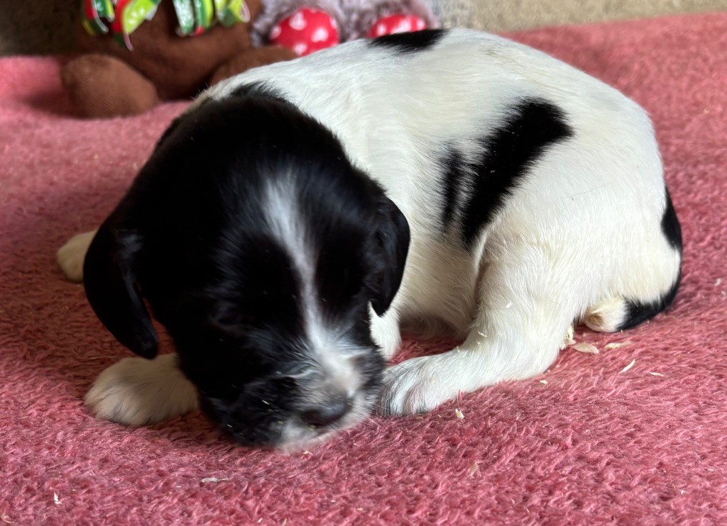 des Etangs de Dame Blanche - Chiots disponibles - English Springer Spaniel