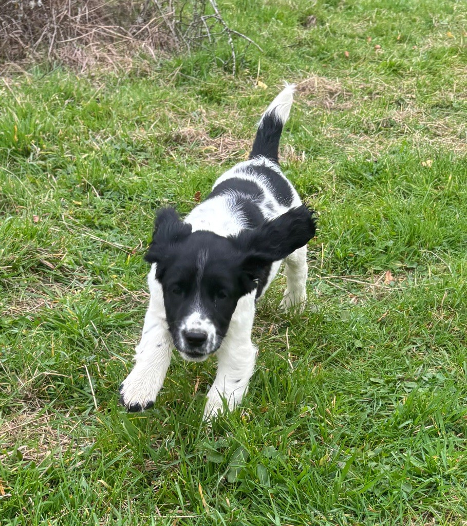 des Etangs de Dame Blanche - Chiots disponibles - English Springer Spaniel