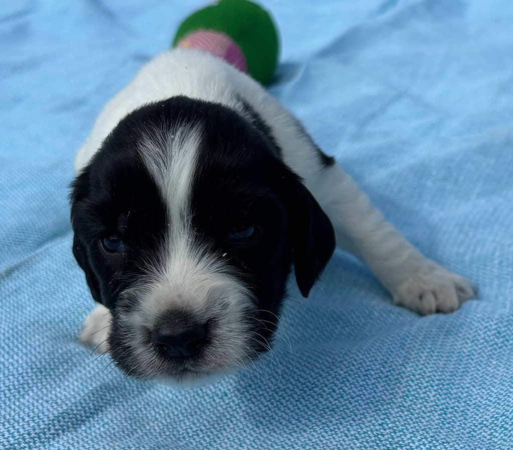 des Etangs de Dame Blanche - Chiots disponibles - English Springer Spaniel