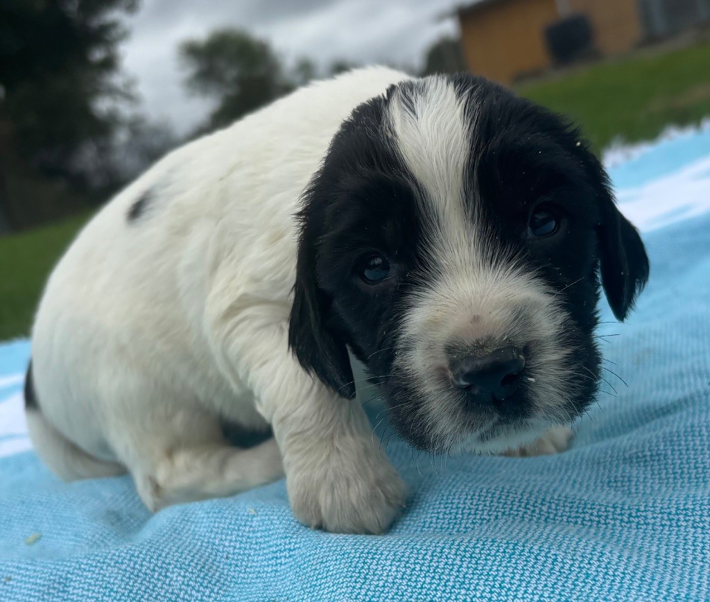 des Etangs de Dame Blanche - Chiots disponibles - English Springer Spaniel