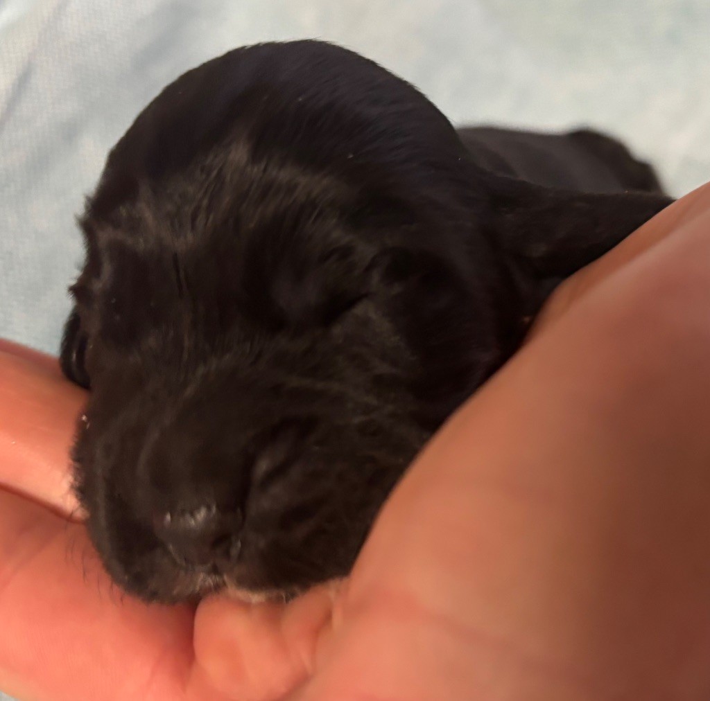 des Etangs de Dame Blanche - Chiots disponibles - Cocker Spaniel Anglais