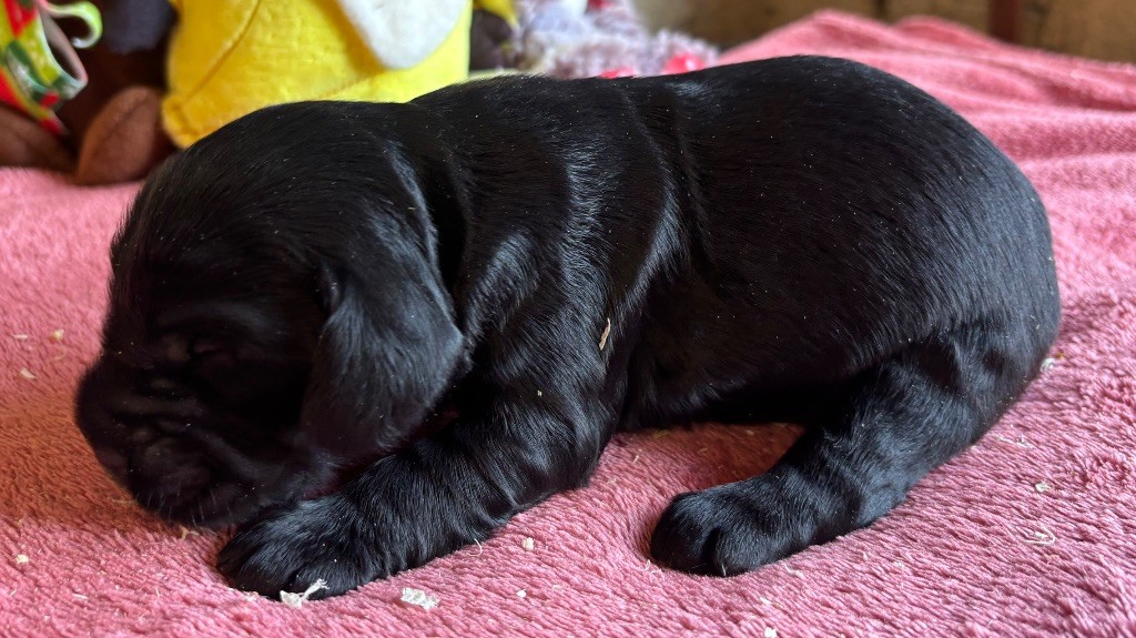 des Etangs de Dame Blanche - Chiots disponibles - Cocker Spaniel Anglais