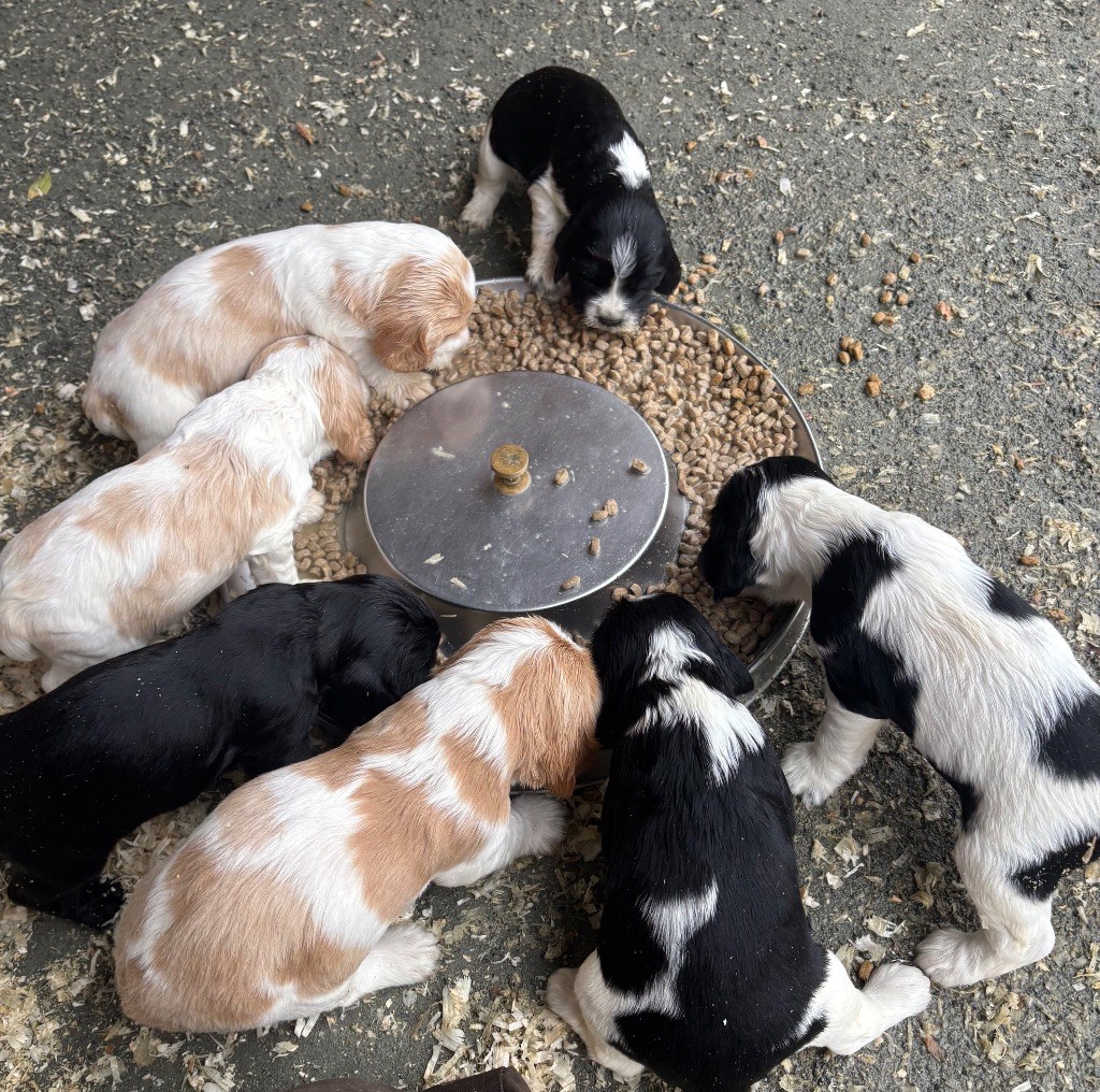 des Etangs de Dame Blanche - Cocker Spaniel Anglais - Portée née le 02/10/2025