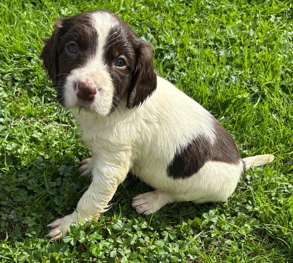 des Etangs de Dame Blanche - Chiots disponibles - English Springer Spaniel