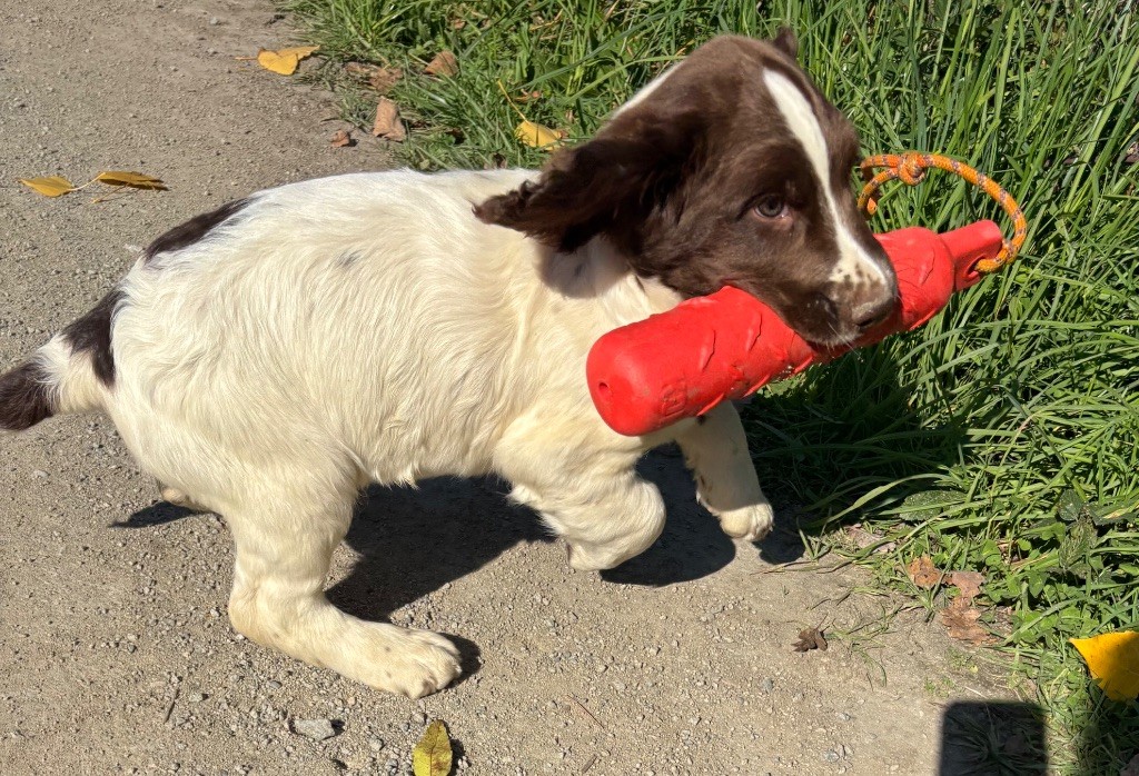 des Etangs de Dame Blanche - Chiots disponibles - English Springer Spaniel