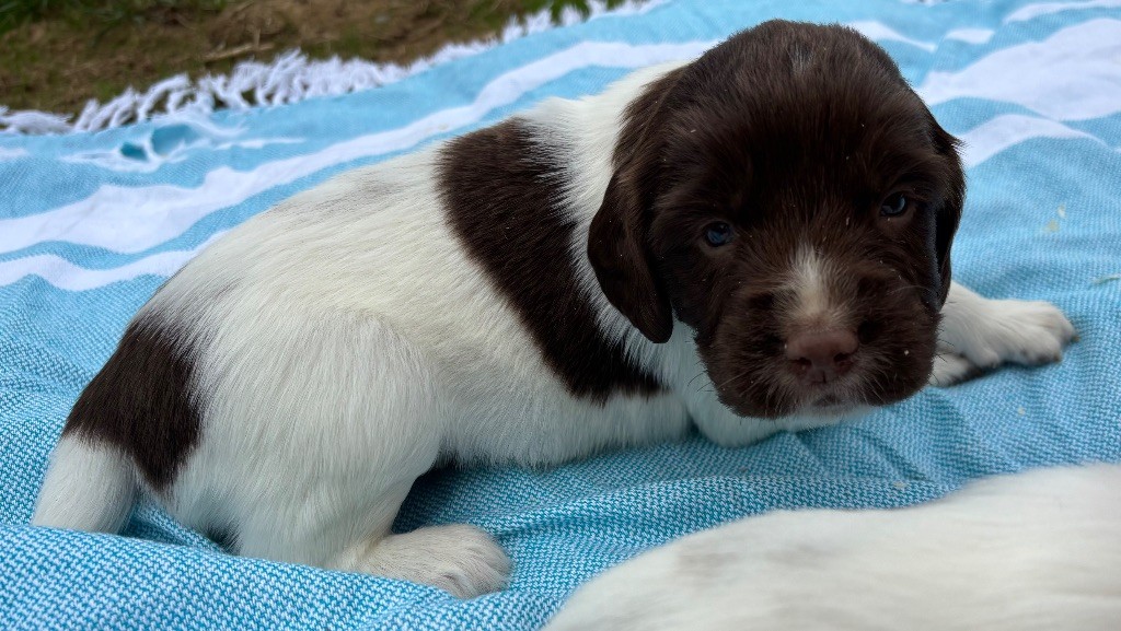 des Etangs de Dame Blanche - Chiots disponibles - English Springer Spaniel